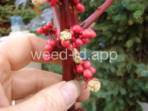 castorbean